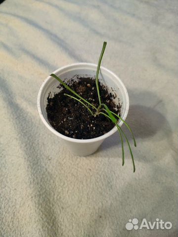 Хойя Ретуза