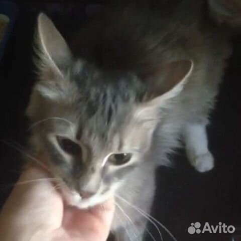 Милая,ласковая,нежная кошечка Незабудка в дар Милая,ласковая,нежная кошечка Незабудка в дар