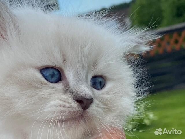 Котята Невские Маскарадные Котята Невские Маскарадные