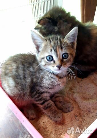 Котёнок -девочка в хорошие и добрые руки Котёнок -девочка в хорошие и добрые руки