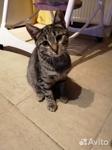 Котика в добрые руки
