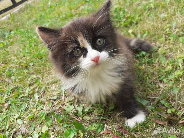 Котята 2 месяца