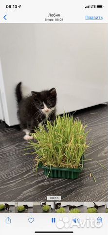 Умничка Вилли Умничка Вилли