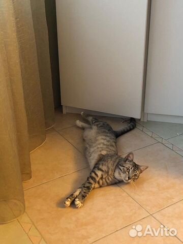 Харизматичный котик в добрые руки