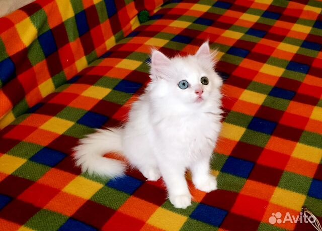 Замечательные котята скоттиш страйт