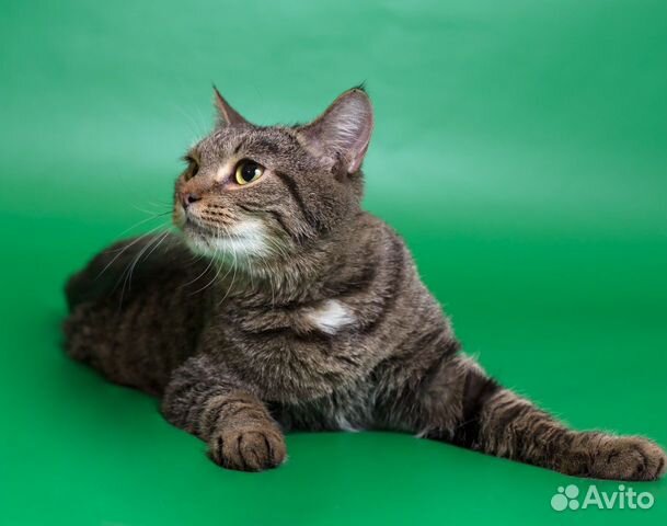 Кошечка Мусенька 1,5 года в добрые руки Кошечка Мусенька 1,5 года в добрые руки