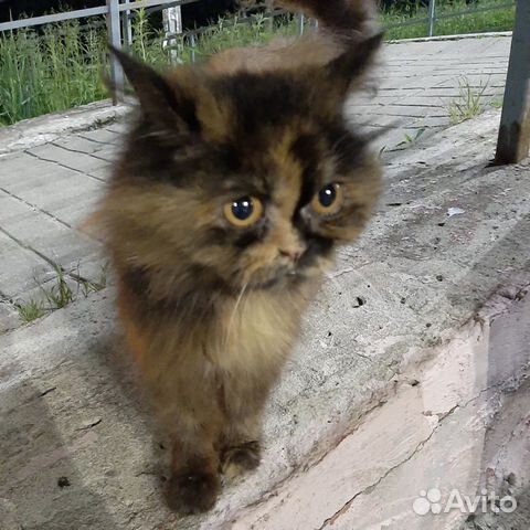 Кошка