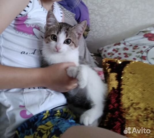 Котёнок девочка Софи 3 мес