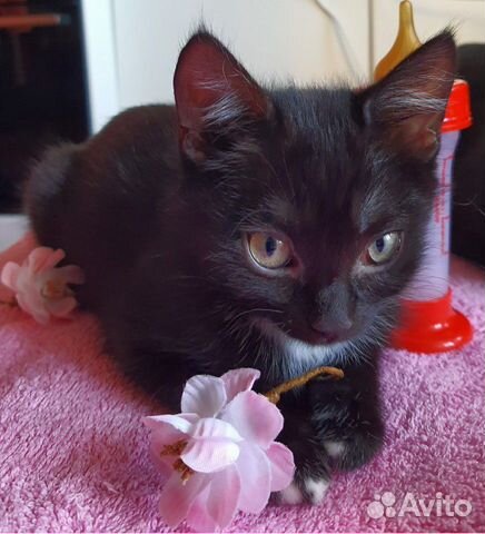 Котенок Блэк ищет дом Котенок Блэк ищет дом