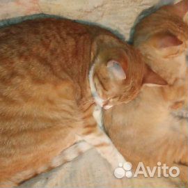 Милочка ищет дом