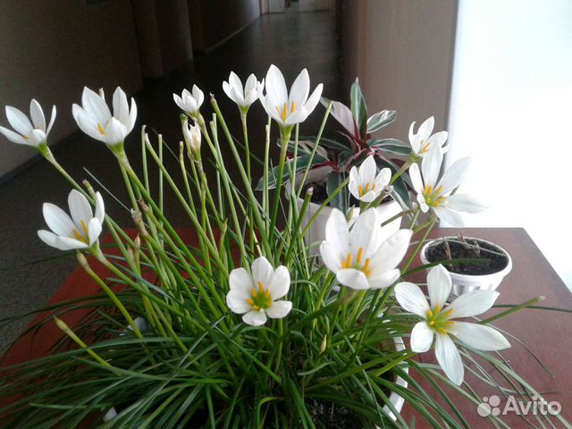 Зефирантес белый