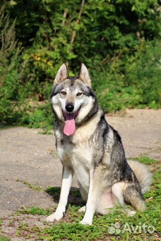 Собака в добрую семью