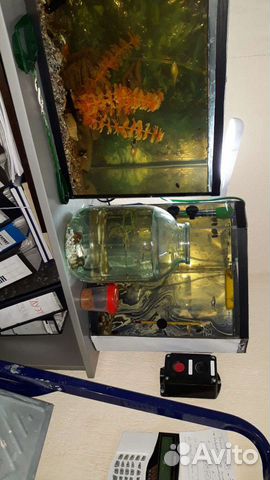 Гуппи и моллинезии