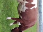 Корова нетели быки телку абердин голоштин герефорд объявление продам