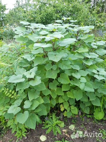 Саженцы древесных растений окс