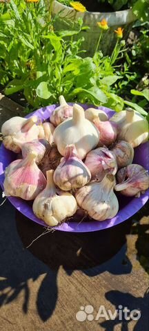 Чеснок дачный