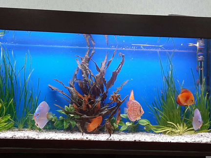 Обслуживание и чистка аквариумов