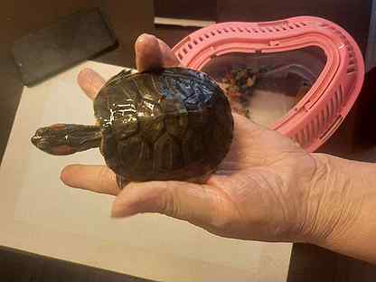 Красноухая черепахи 2шт. с аквариумом