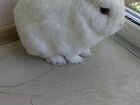 Миниатюрный кролик гермелин объявление продам