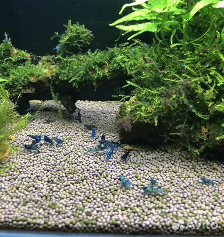 Креветка красная Вишня