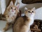 Кошки мейн-кун объявление продам