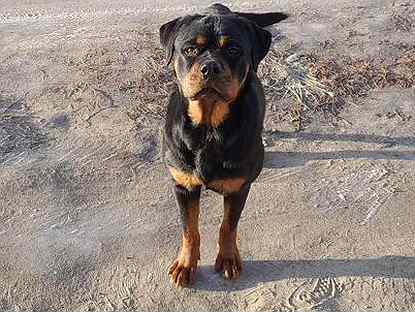 Ротвейлер красноярск. Королевский ротвейлер. Ротвейлер кобель. Ротвейлеры самары. Собака ротвейлер.