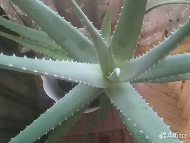 Алоэ Вера, толстянка