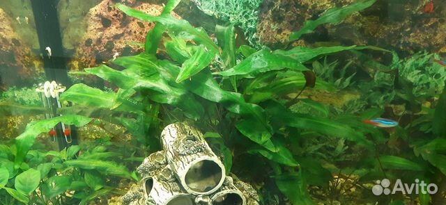 Улитки Хелена,Растения