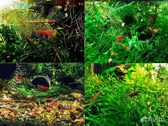 Зеленоград. Растения для аквариум