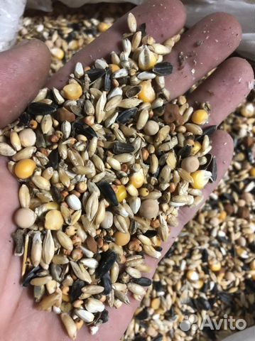 Зерносмесь для домашней птицы и голубей