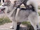 Собаки щенки Аляскинский маламут продажа объявление продам