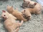 Котята от кошки британки крысыловы объявление продам