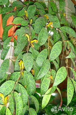 Эсхинантусы, нематантусы (гипоцирта)