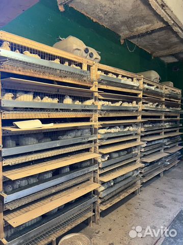 Инкубационное яйцо перепелов