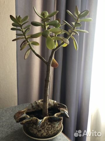 Толстянка(денежное дерево )