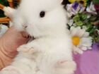 Карликовый кролик.большой выбор объявление продам