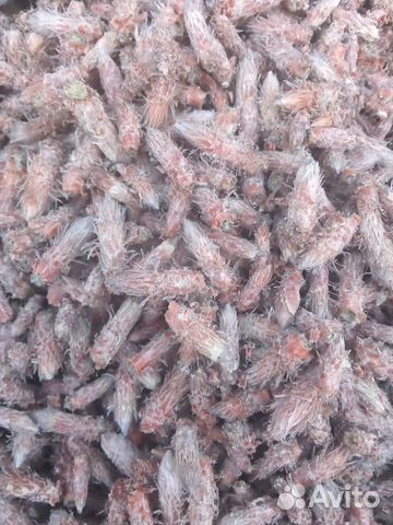 Сосновые почки