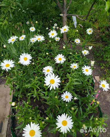 Рассада ромашки (крупная)