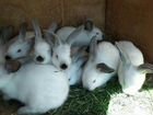 Кролики калифорния объявление продам