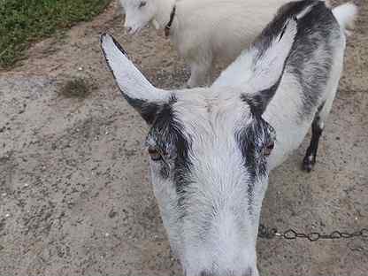 Зааненская дойная коза и козочка