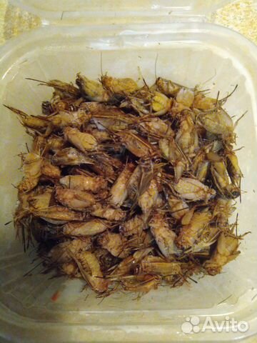 Кормовые насекомые, сверчки