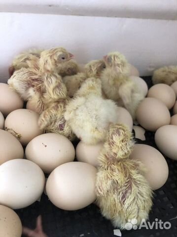 Цыплята Орпингтона золотоокаймленного