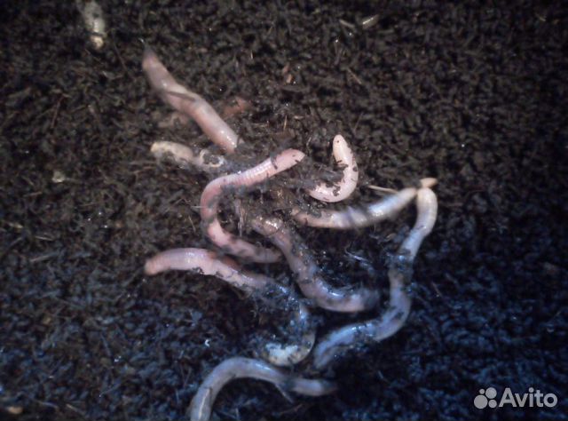 Червь дендробена венетта