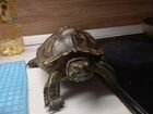 Большая черепаха с аквариумом