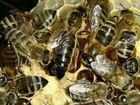 Пчелы пчелопакеты, матки, среднерусская пчела