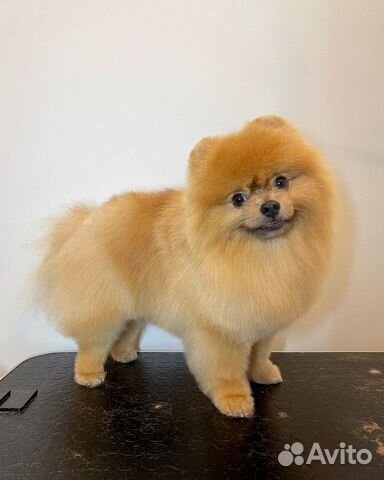 Груминг собак, грумер, стрижка собак