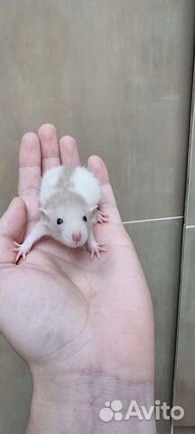 Крыса крысята дамбо