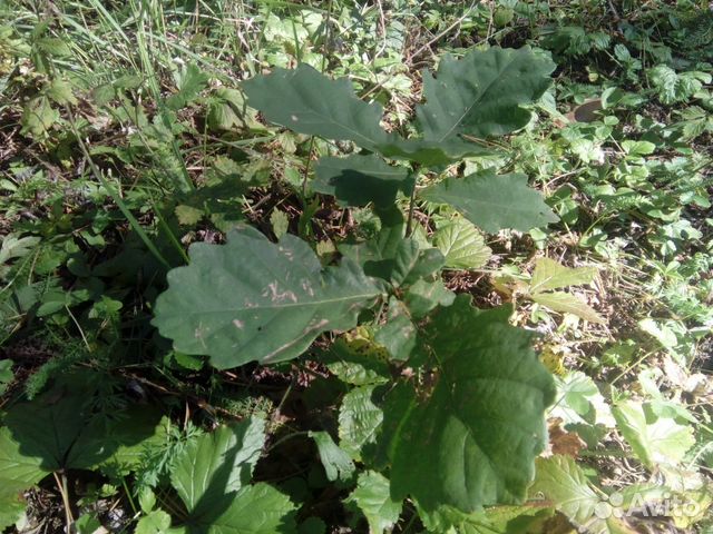 Дуб-о-детки саженецы