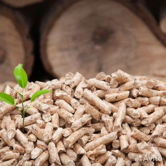 индюшонок - Купить растения 🌱 во всех регионах: цветы, саженцы, рассада Недороги