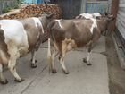 Продам коров телят
